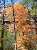 PICTURES/Sedona West Fork Fall Foliage/t_Fall Foliage11.JPG